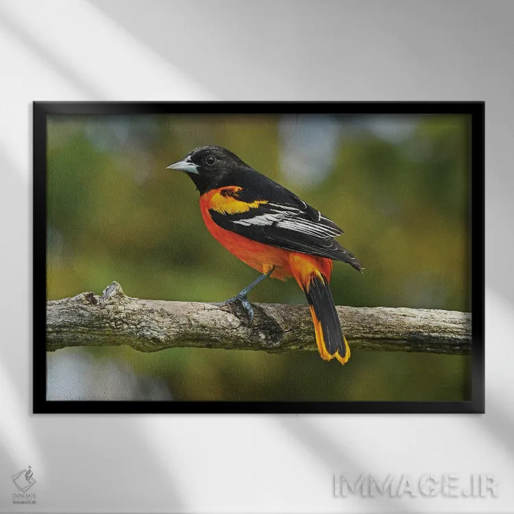 تابلو نمای نیمرخ قرقی بالتیمور (نوعی پرنده) اثر برایان ولف - نمای قابدار مشکی