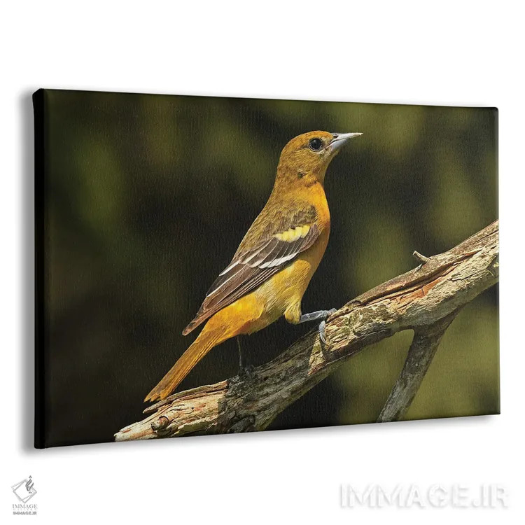 تابلو قرقی بالتیمور ماده اثر برایان ولف - نمای پرسپکتیو محصول