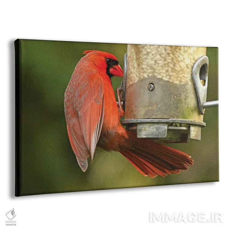 تابلو کارباورال شمالی سر خوراکدهنده اثر برایان ولف - نمای پرسپکتیو محصول