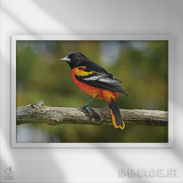 تابلو نمای نیمرخ قرقی بالتیمور (نوعی پرنده) اثر برایان ولف - نمای قابدار سفید