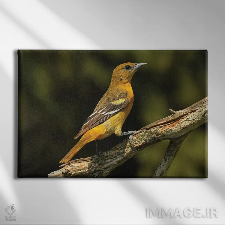 تابلو قرقی بالتیمور ماده اثر برایان ولف - نمای روبهرو روی دیوار