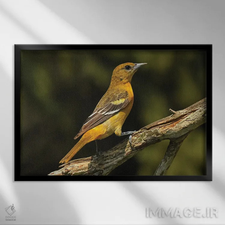 تابلو قرقی بالتیمور ماده اثر برایان ولف - نمای قابدار مشکی