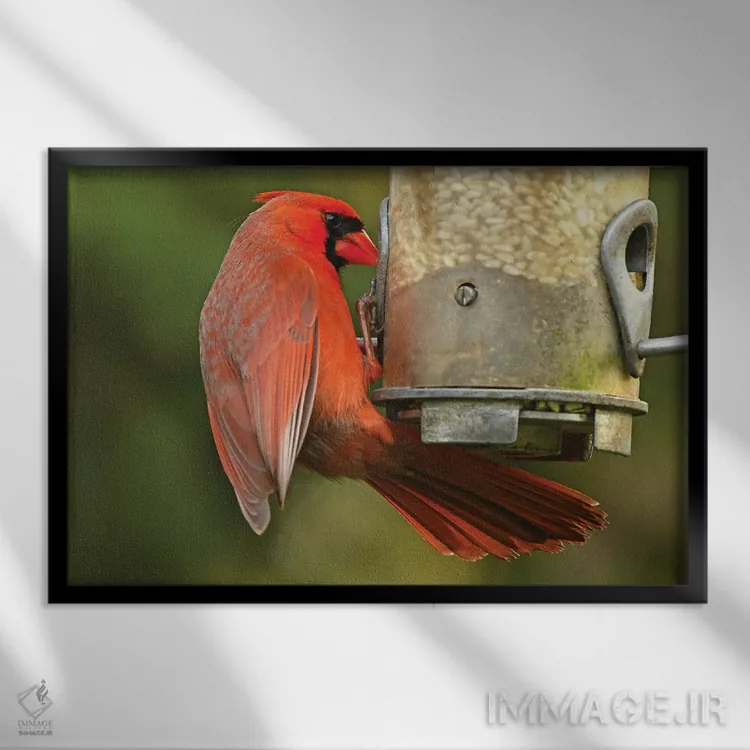 تابلو کارباورال شمالی سر خوراکدهنده اثر برایان ولف - نمای قابدار مشکی