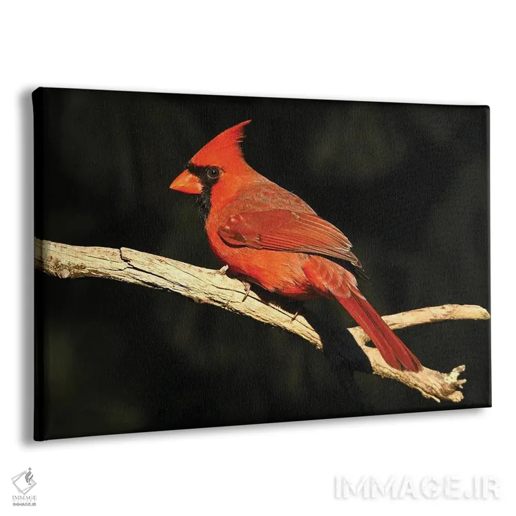 تابلو نمای نیمرخ کارباورال شمالی اثر برایان ولف - نمای پرسپکتیو محصول