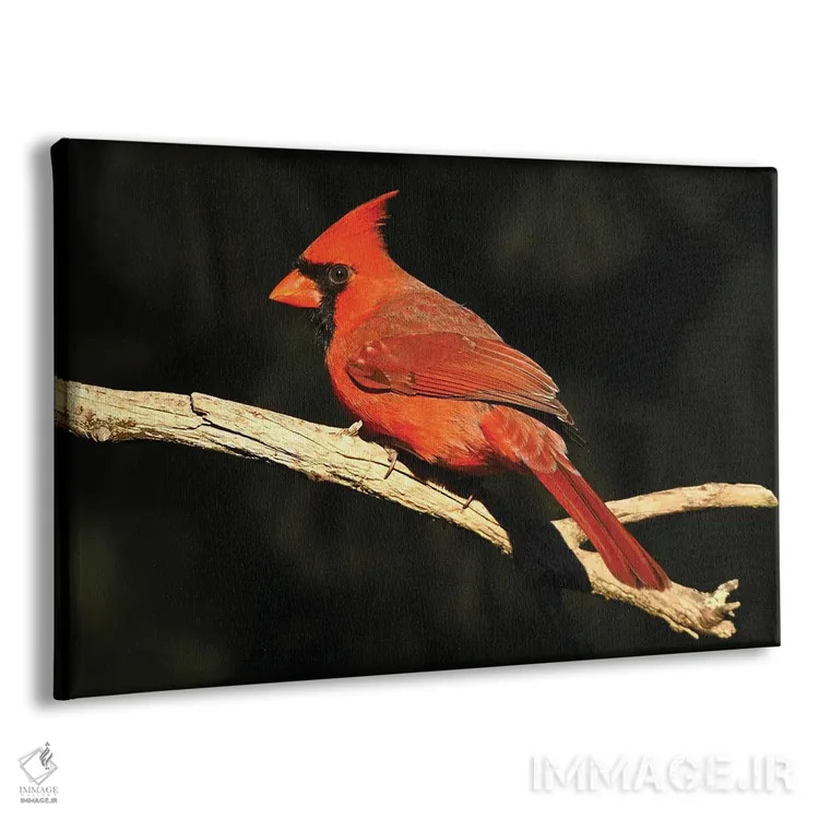 تابلو نمای نیمرخ کارباورال شمالی اثر برایان ولف - نمای پرسپکتیو محصول