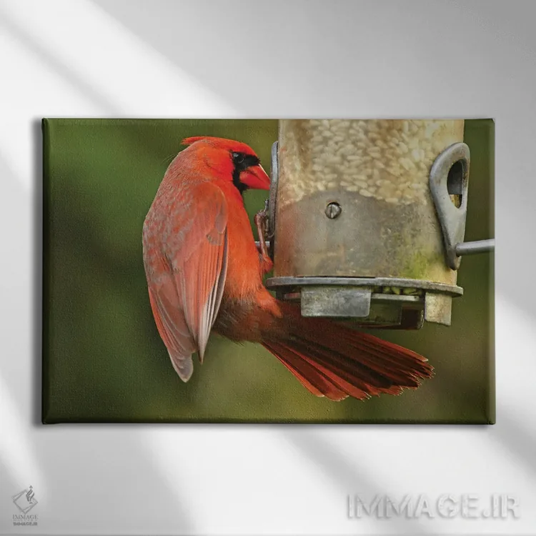 تابلو کارباورال شمالی سر خوراکدهنده اثر برایان ولف - نمای روبهرو روی دیوار