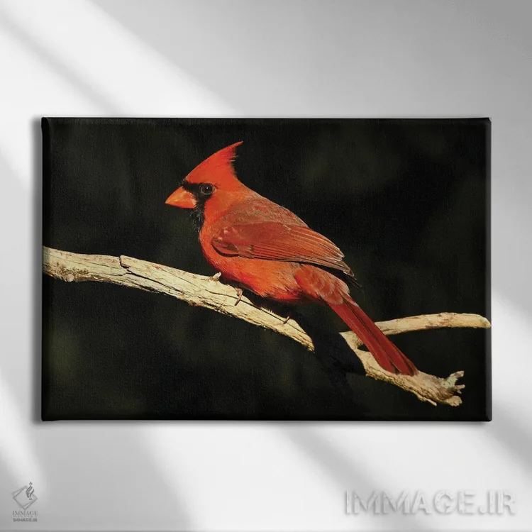 تابلو نمای نیمرخ کارباورال شمالی اثر برایان ولف - نمای روبهرو روی دیوار