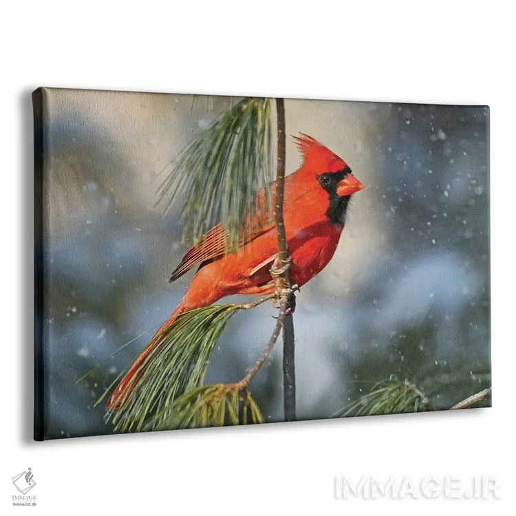 تابلو کارباورال شمالی در برف اثر برایان ولف - نمای پرسپکتیو محصول