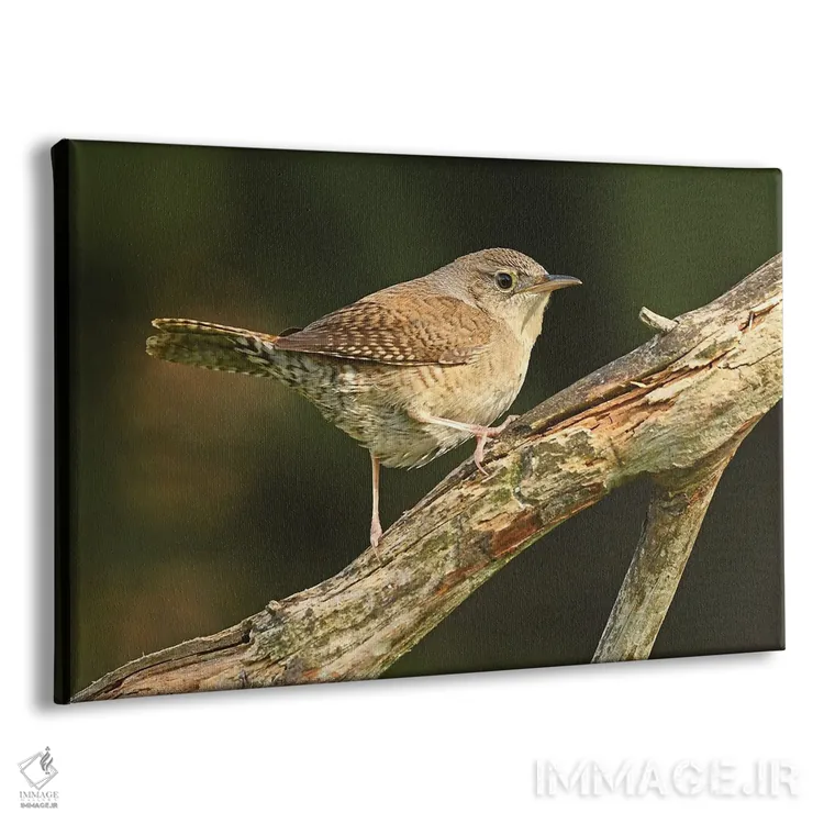 تابلو نمای نیمرخ فنچ جنگلی اثر برایان ولف - نمای پرسپکتیو محصول