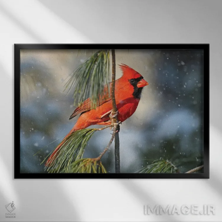 تابلو کارباورال شمالی در برف اثر برایان ولف - نمای قابدار مشکی