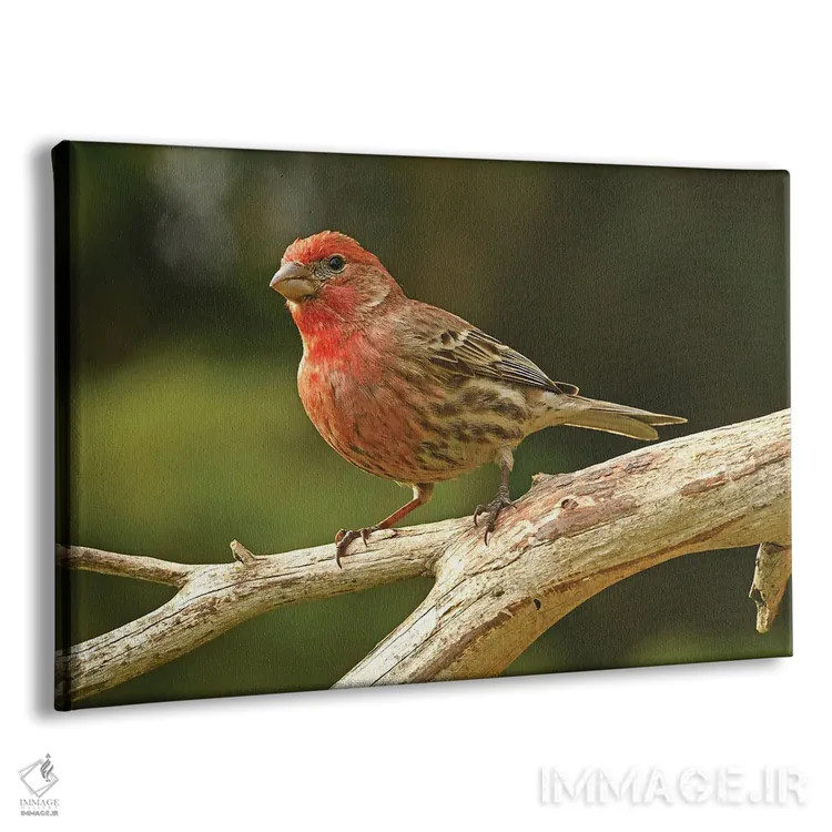 تابلو نمای نیمرخ فنچ خانگی اثر برایان ولف - نمای پرسپکتیو محصول