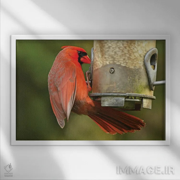 تابلو کارباورال شمالی سر خوراکدهنده اثر برایان ولف - نمای قابدار سفید