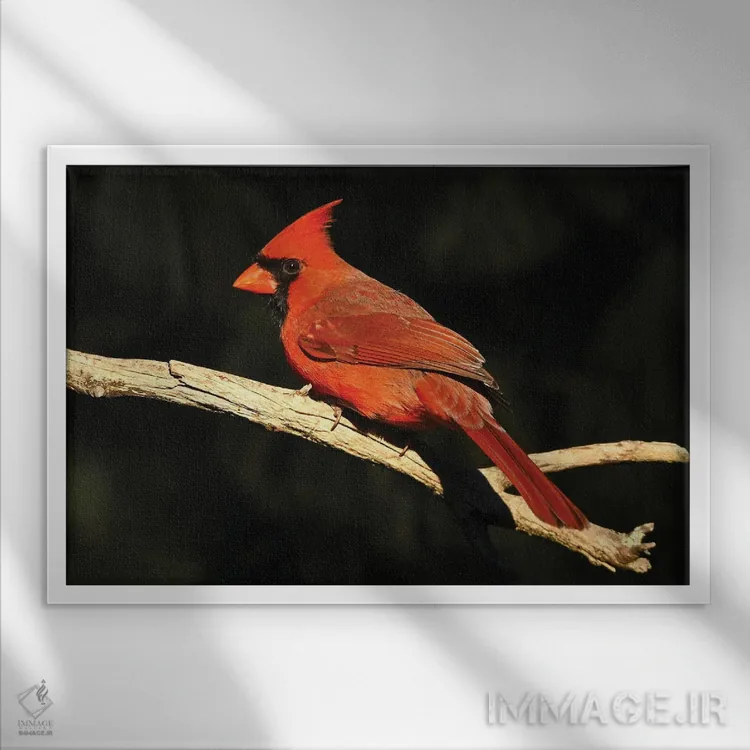 تابلو نمای نیمرخ کارباورال شمالی اثر برایان ولف - نمای قابدار سفید