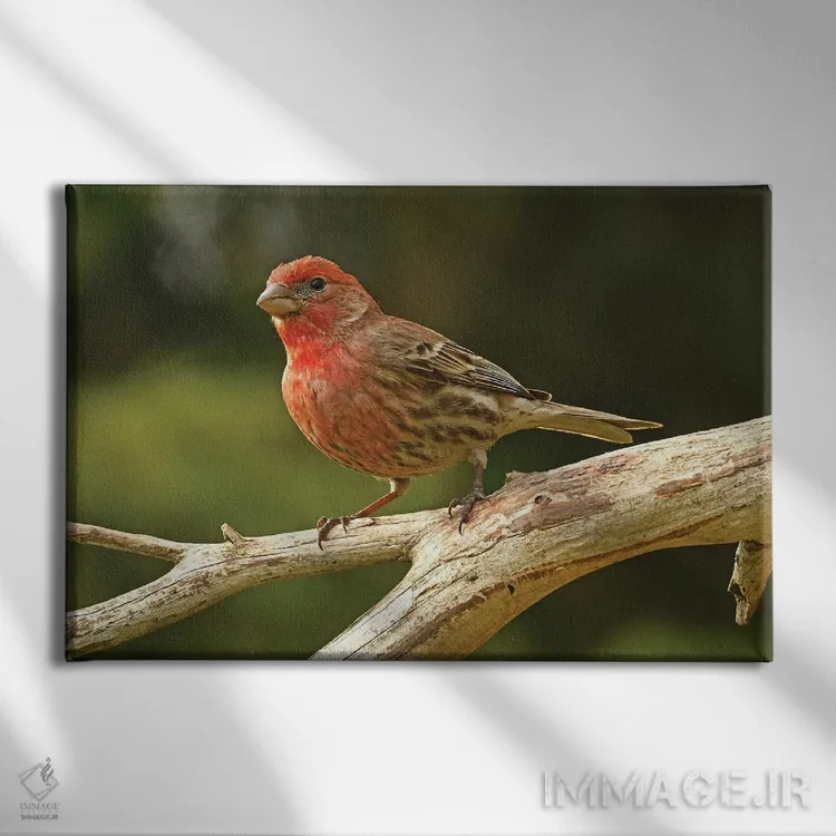 تابلو نمای نیمرخ فنچ خانگی اثر برایان ولف - نمای روبهرو روی دیوار