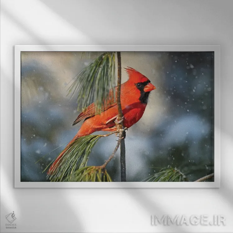 تابلو کارباورال شمالی در برف اثر برایان ولف - نمای قابدار سفید