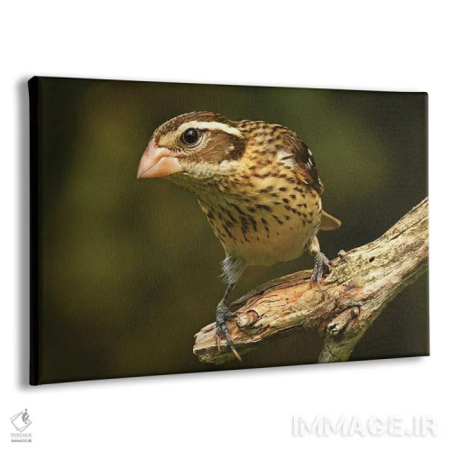 تابلو سبدک سینهصورتی ماده اثر برایان ولف - نمای پرسپکتیو محصول