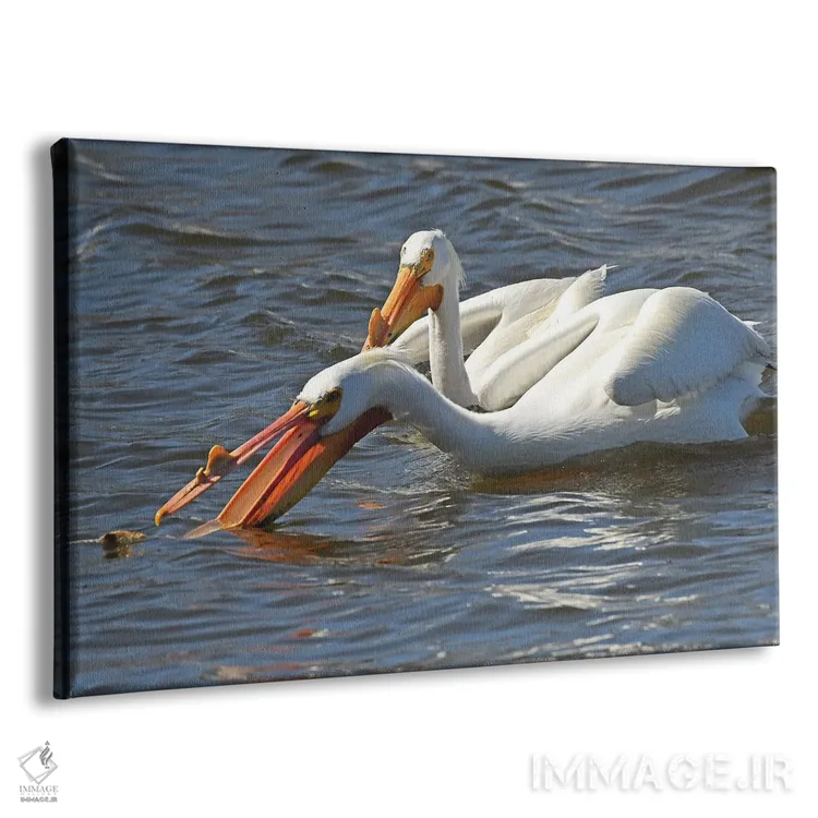 تابلو پلیکان سفید گرسنه اثر برایان ولف - نمای پرسپکتیو محصول