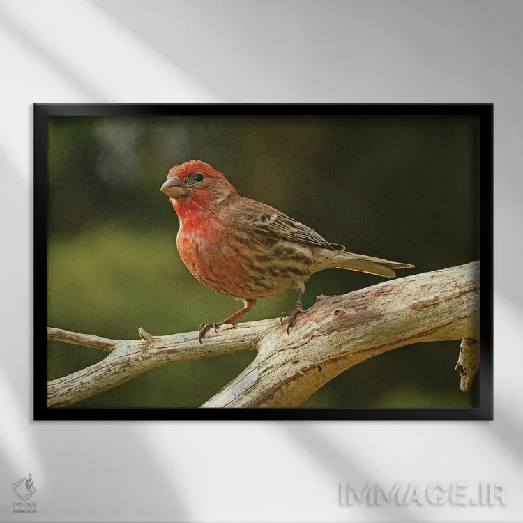 تابلو نمای نیمرخ فنچ خانگی اثر برایان ولف - نمای قابدار مشکی