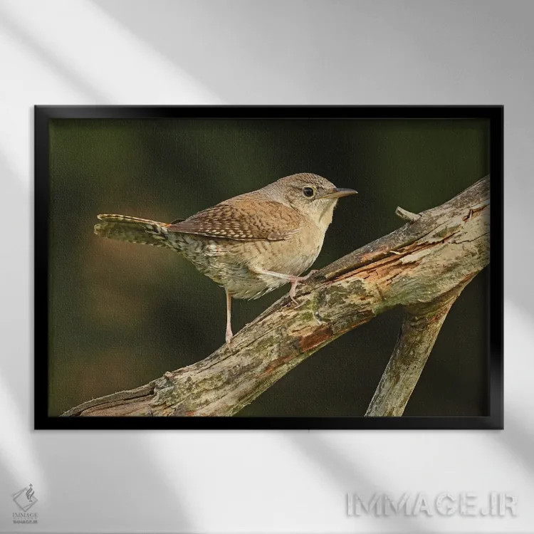 تابلو نمای نیمرخ فنچ جنگلی اثر برایان ولف - نمای قابدار مشکی