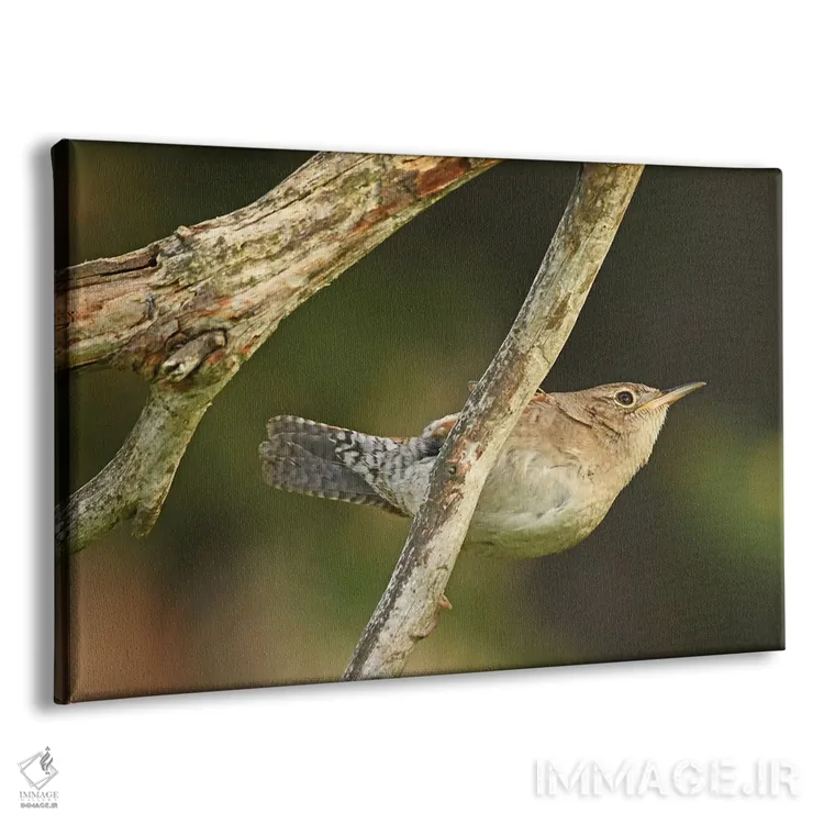 تابلو فنچ جنگلی آویزان اثر برایان ولف - نمای پرسپکتیو محصول