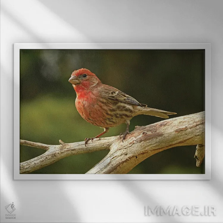 تابلو نمای نیمرخ فنچ خانگی اثر برایان ولف - نمای قابدار سفید