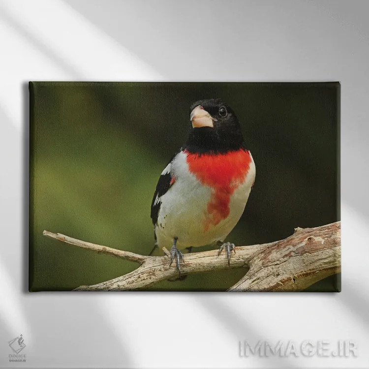 تابلو سبدک سینهصورتی نشسته اثر برایان ولف - نمای روبهرو روی دیوار