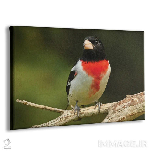 تابلو سبدک سینهصورتی نشسته اثر برایان ولف - نمای پرسپکتیو محصول