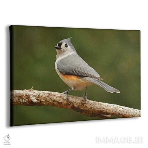 تابلو گنجشکموشی تاجدار نر اثر برایان ولف - نمای پرسپکتیو محصول