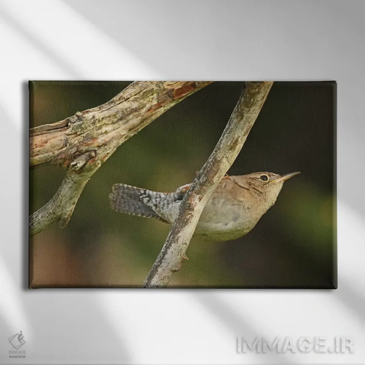 تابلو فنچ جنگلی آویزان اثر برایان ولف - نمای روبهرو روی دیوار