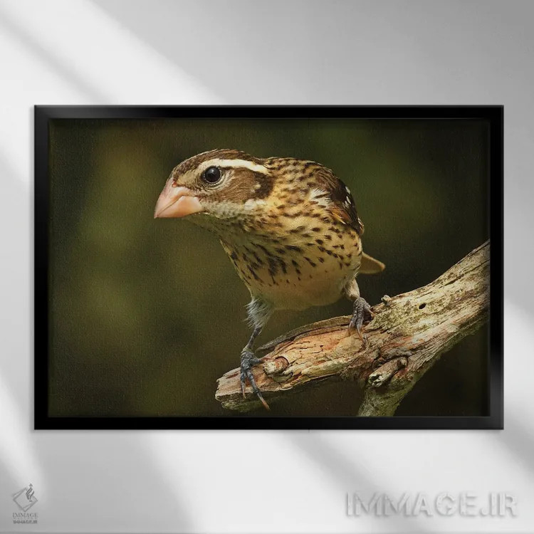 تابلو سبدک سینهصورتی ماده اثر برایان ولف - نمای قابدار مشکی