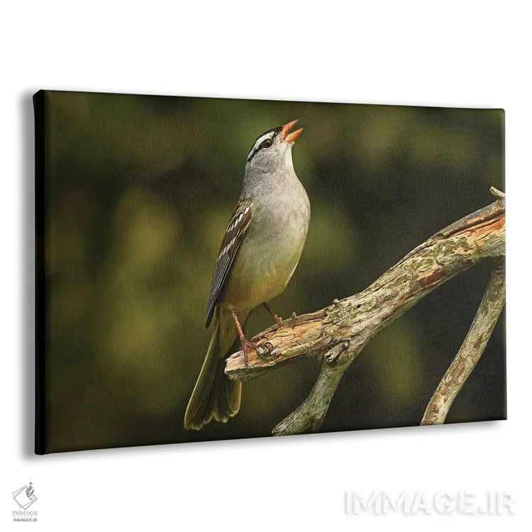 تابلو گنجشک تاجسفید اثر برایان ولف - نمای پرسپکتیو محصول