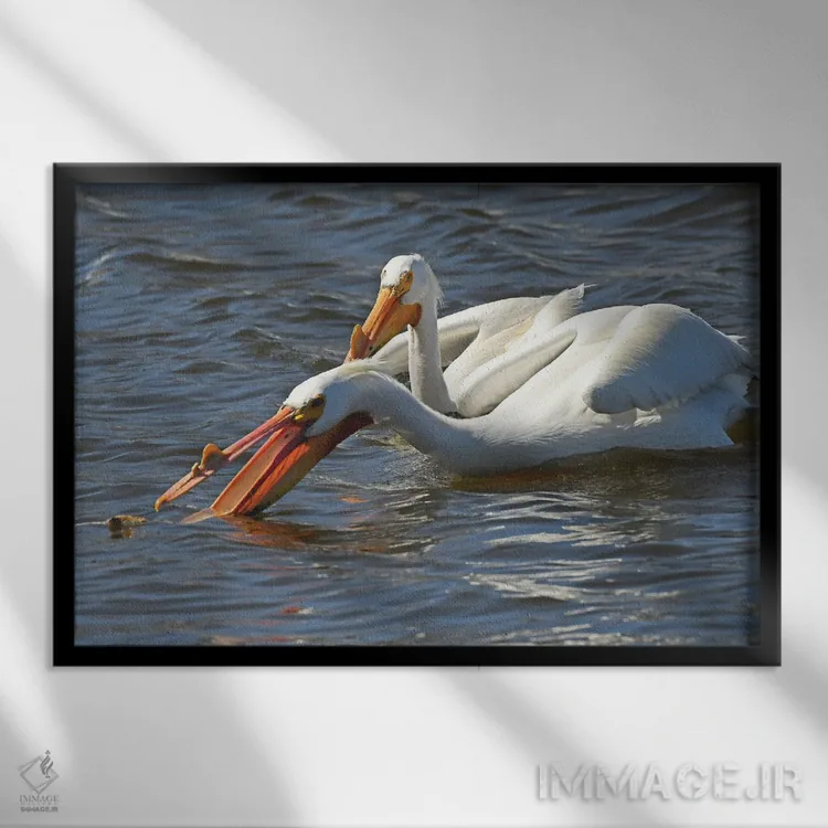 تابلو پلیکان سفید گرسنه اثر برایان ولف - نمای قابدار مشکی