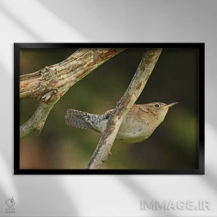 تابلو فنچ جنگلی آویزان اثر برایان ولف - نمای قابدار مشکی