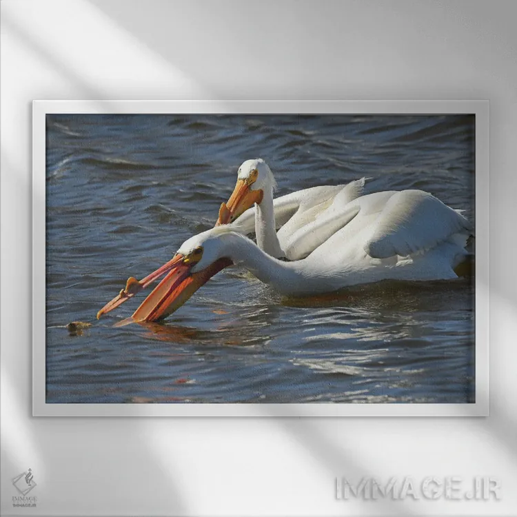 تابلو پلیکان سفید گرسنه اثر برایان ولف - نمای قابدار سفید