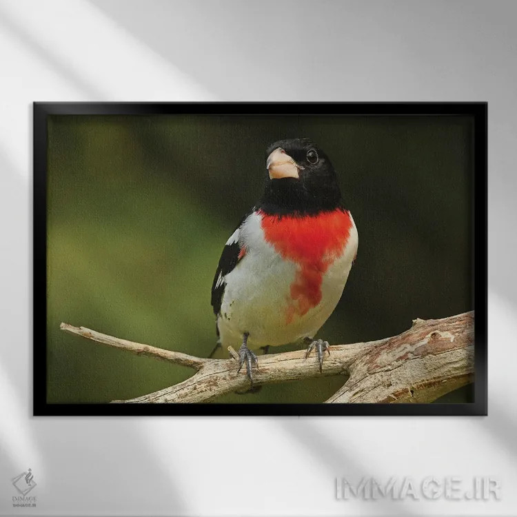 تابلو سبدک سینهصورتی نشسته اثر برایان ولف - نمای قابدار مشکی