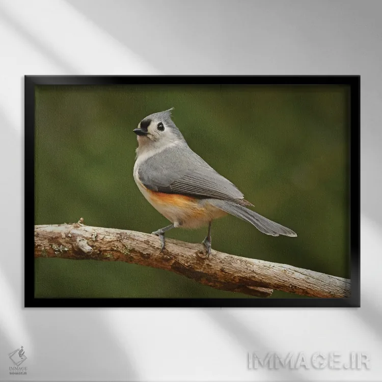 تابلو گنجشکموشی تاجدار نر اثر برایان ولف - نمای قابدار مشکی