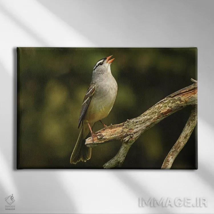 تابلو گنجشک تاجسفید اثر برایان ولف - نمای روبهرو روی دیوار