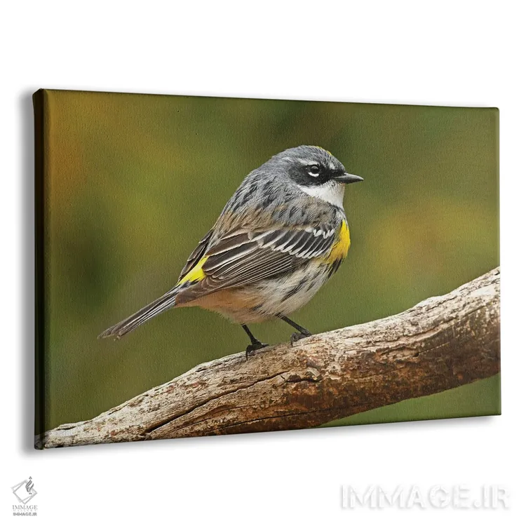 تابلو پرستوچه زردپشت اثر برایان ولف - نمای پرسپکتیو محصول