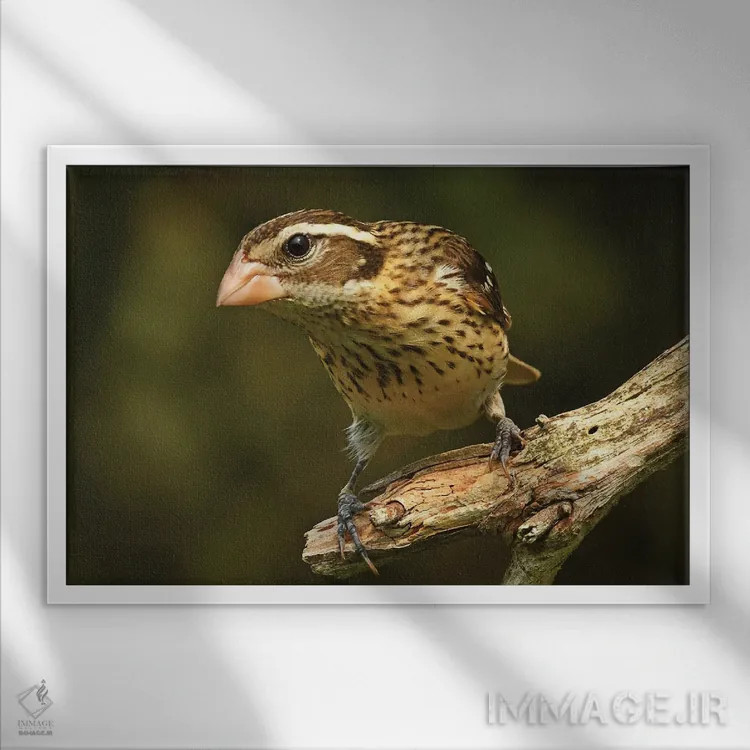 تابلو سبدک سینهصورتی ماده اثر برایان ولف - نمای قابدار سفید