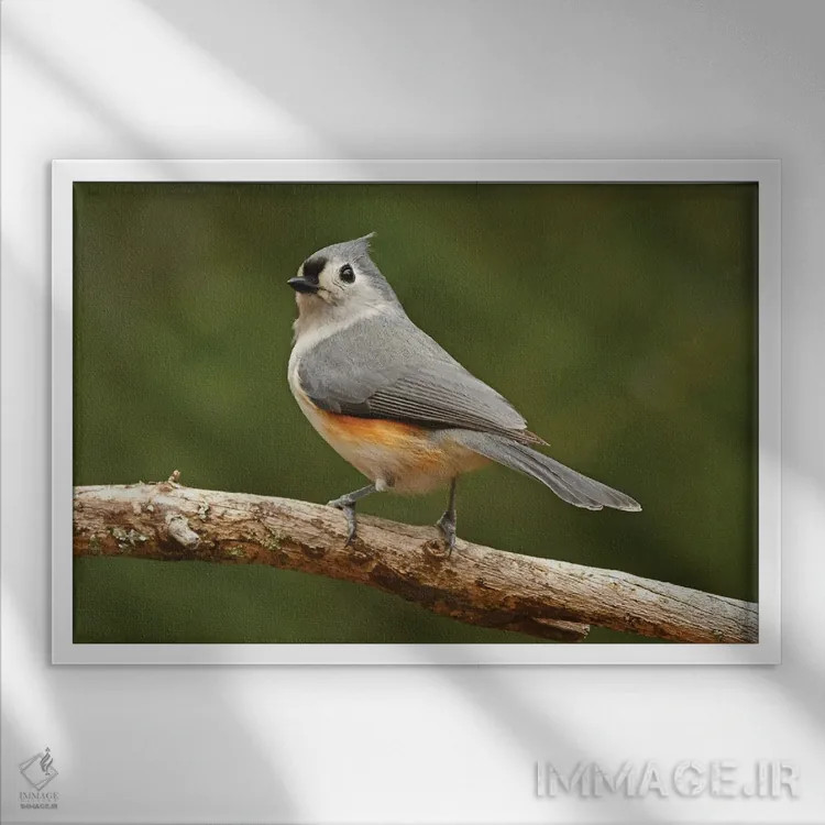 تابلو گنجشکموشی تاجدار نر اثر برایان ولف - نمای قابدار سفید