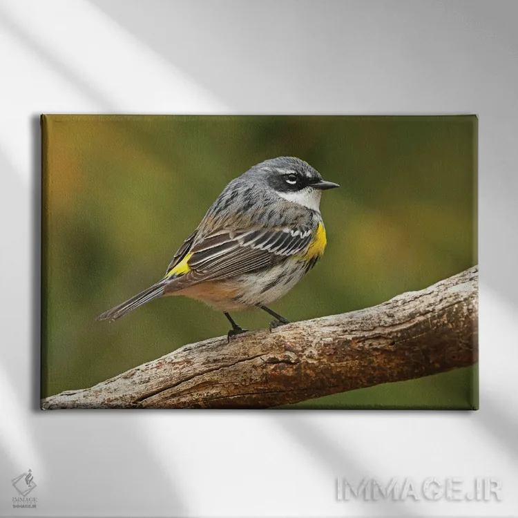 تابلو پرستوچه زردپشت اثر برایان ولف - نمای روبهرو روی دیوار