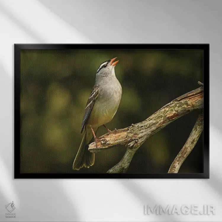 تابلو گنجشک تاجسفید اثر برایان ولف - نمای قابدار مشکی