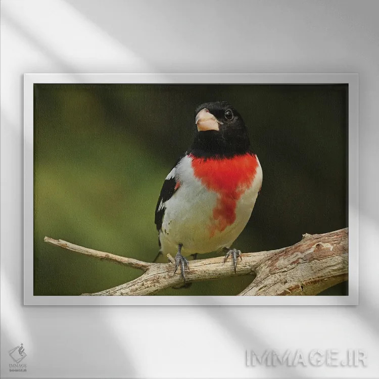 تابلو سبدک سینهصورتی نشسته اثر برایان ولف - نمای قابدار سفید