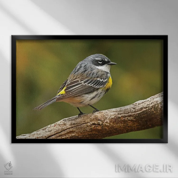 تابلو پرستوچه زردپشت اثر برایان ولف - نمای قابدار مشکی