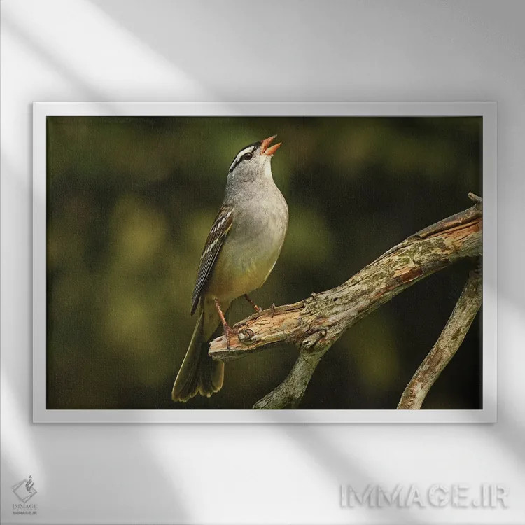 تابلو گنجشک تاجسفید اثر برایان ولف - نمای قابدار سفید