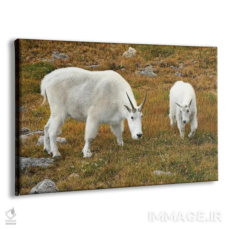 تابلو بز کوهی و بزغاله اثر برایان ولف - نمای پرسپکتیو محصول