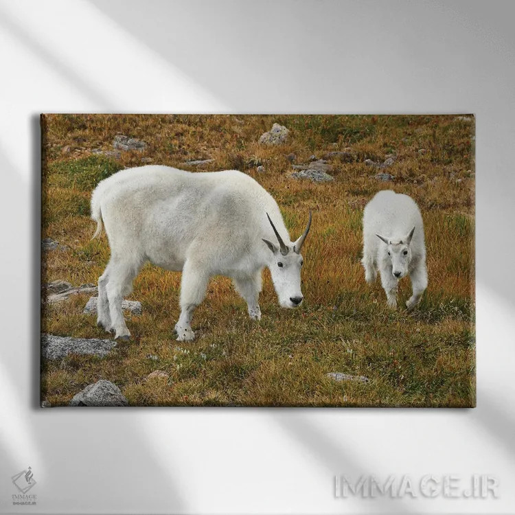 تابلو بز کوهی و بزغاله اثر برایان ولف - نمای روبهرو روی دیوار