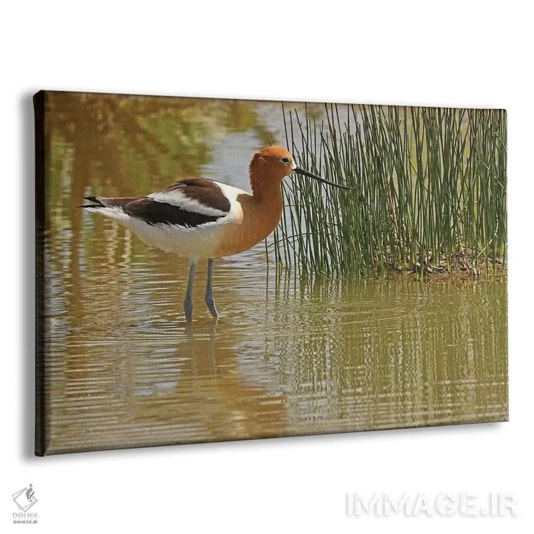 تابلو آووست آمریکایی (پرنده) اثر برایان ولف - نمای پرسپکتیو محصول