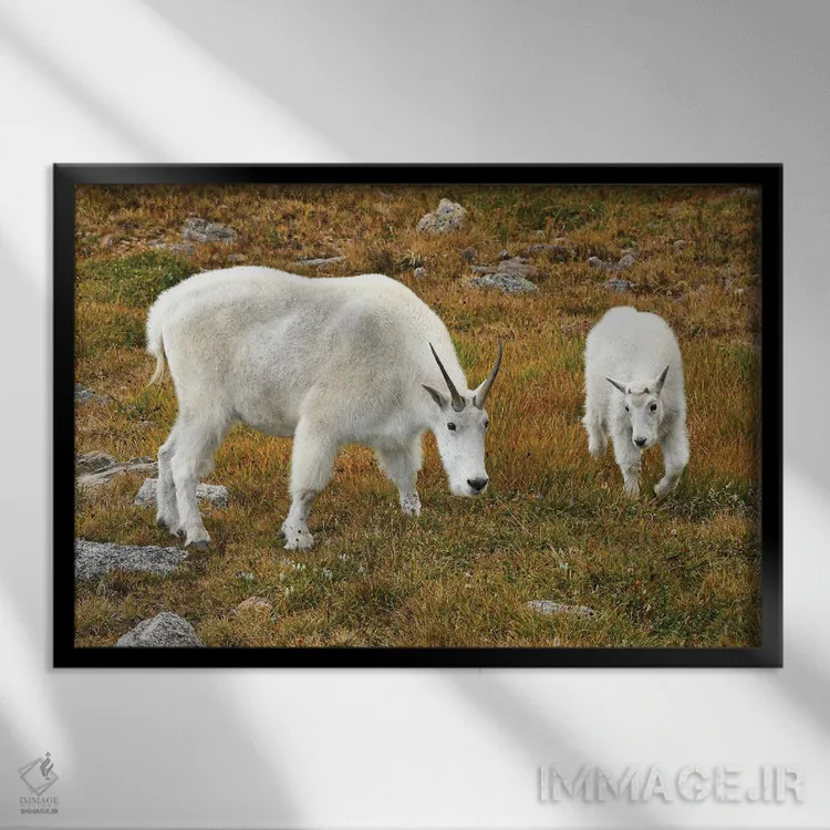 تابلو بز کوهی و بزغاله اثر برایان ولف - نمای قابدار مشکی