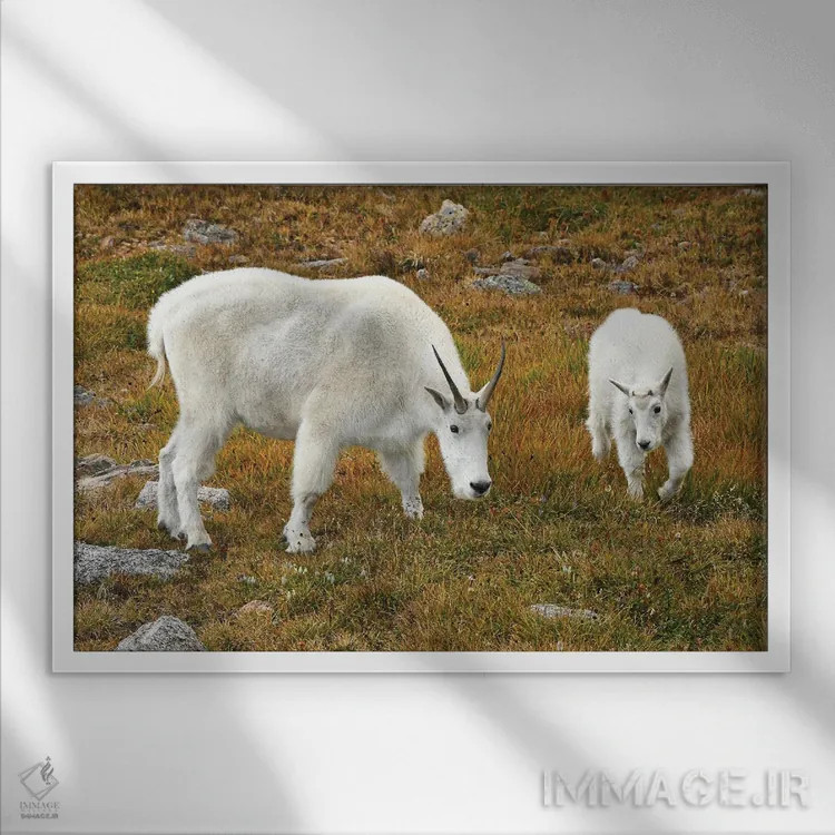 تابلو بز کوهی و بزغاله اثر برایان ولف - نمای قابدار سفید